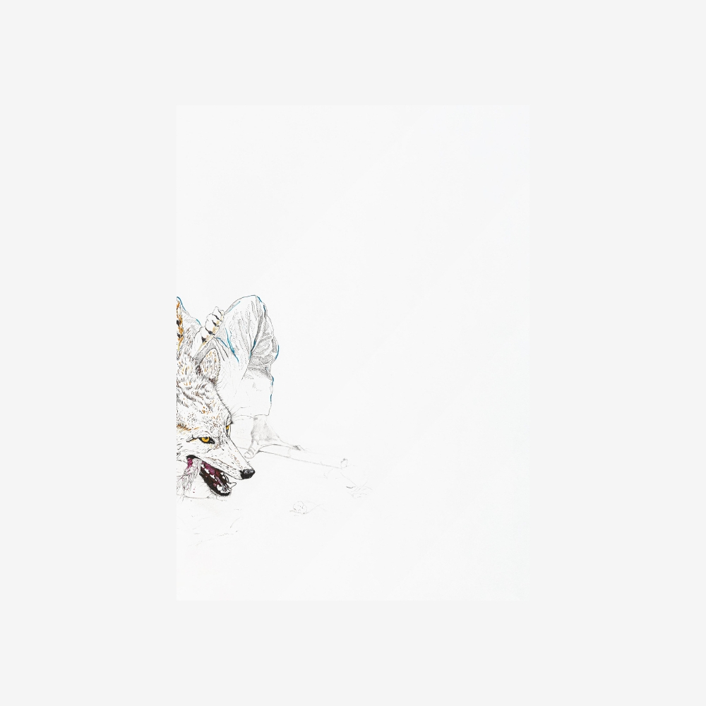 Coyote I (print) - Imagen 2