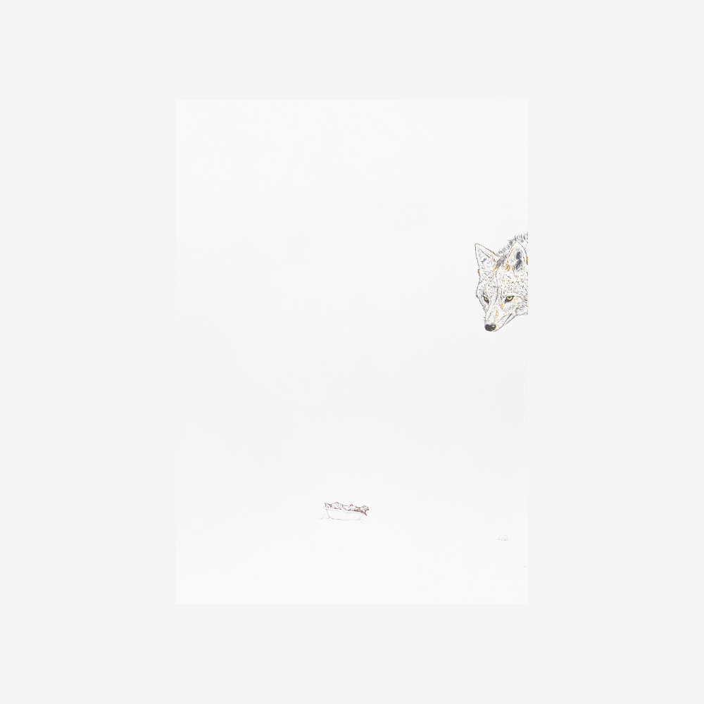 Coyote II - Imagen 2